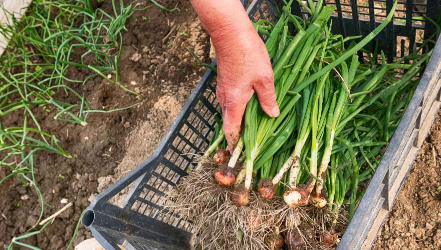 El trabajo y la tradición familiar que existe en las vidas del campo de Colombia.