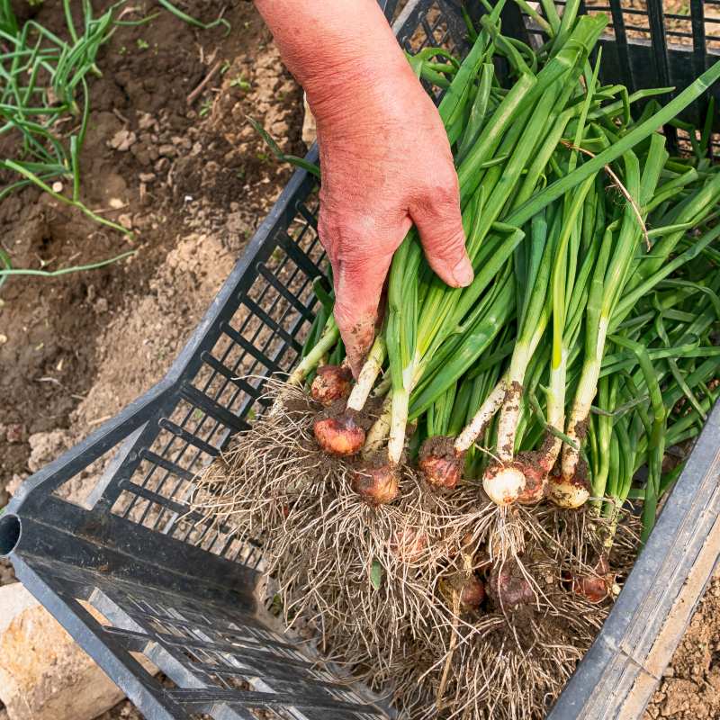 Aportes del campo para la sustentabilidad de Colombia