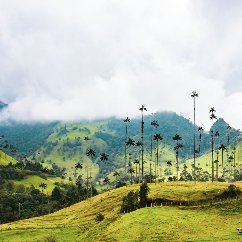 Platos típicos de la región Amazónica: tradición y diversidad