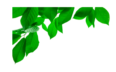 Imagen de fondo hojas verdes Recetario Campi® WOW