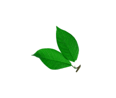 Imagen de fondo hojas verdes decoración Recetario Campi® WOW