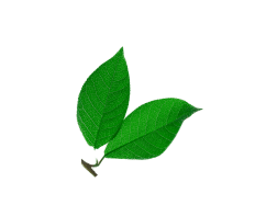 Imagen de fondo par de hojas verdes Recetario Campi® WOW
